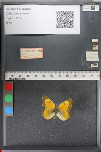 Media type: image;   Entomology 118927